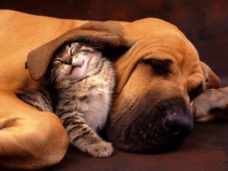 animals sleeping