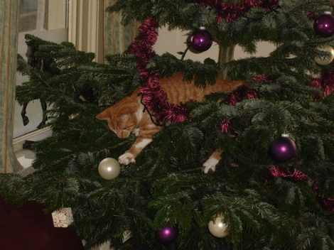 Cat exploring a Christmas tree
