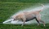 Thirsty dog.